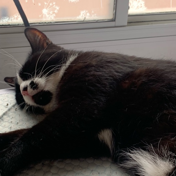 Meet your Posher, Lisa - Picture 5 of 8